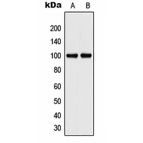CD106 Rabbit Polyclonal Antibody