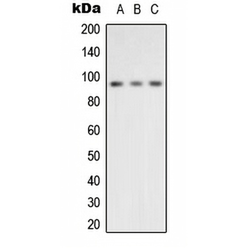 VCP Rabbit Polyclonal Antibody