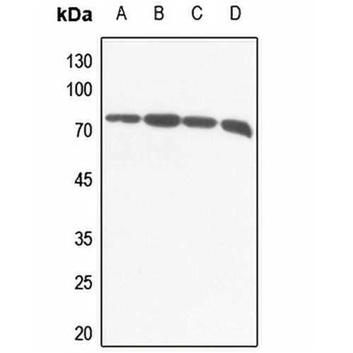 VGF Rabbit Polyclonal Antibody