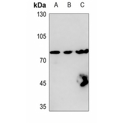Ezrin Rabbit Polyclonal Antibody