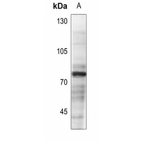 Vitronectin Rabbit Polyclonal Antibody