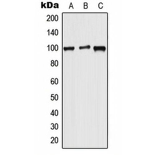 WFS1 Rabbit Polyclonal Antibody