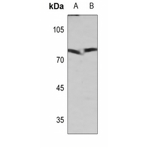 XRCC1 Rabbit Polyclonal Antibody