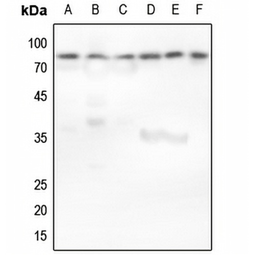 Ku80 Rabbit Polyclonal Antibody