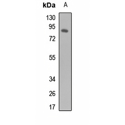 Ku80 Rabbit Polyclonal Antibody