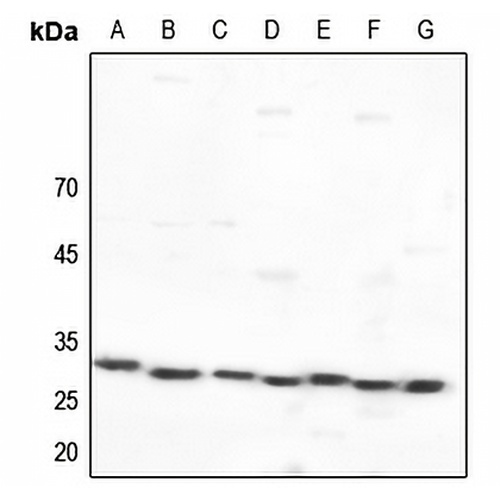 14-3-3 epsilon Rabbit Polyclonal Antibody
