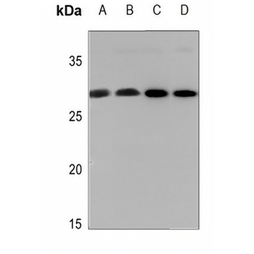 14-3-3 zeta (Phospho-S58) Rabbit Polyclonal Antibody