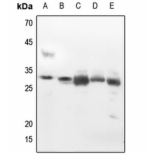 14-3-3 zeta Rabbit Polyclonal Antibody