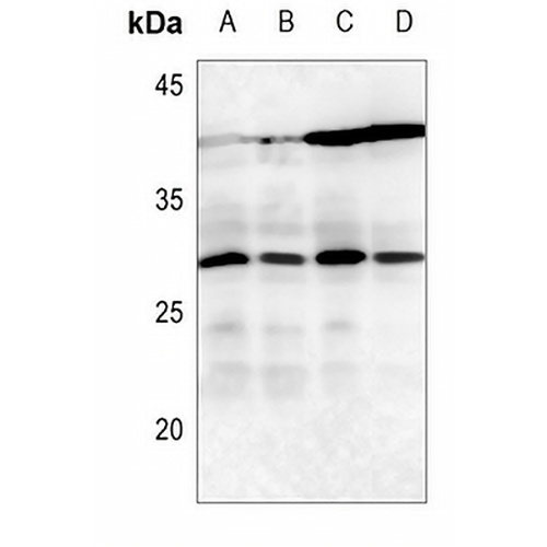 14-3-3 zeta Rabbit Polyclonal Antibody