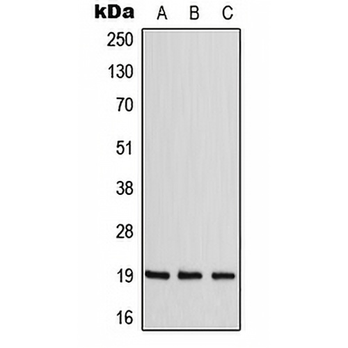 ZNF9 Rabbit Polyclonal Antibody