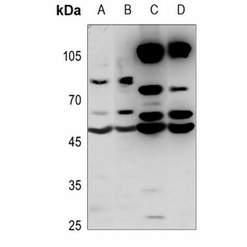 MZF1 Rabbit Polyclonal Antibody