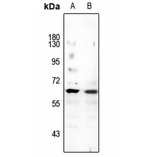 TFEB Rabbit Polyclonal Antibody