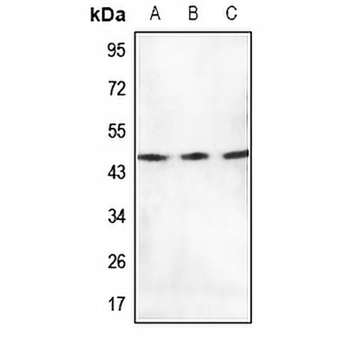 mTERF Rabbit Polyclonal Antibody
