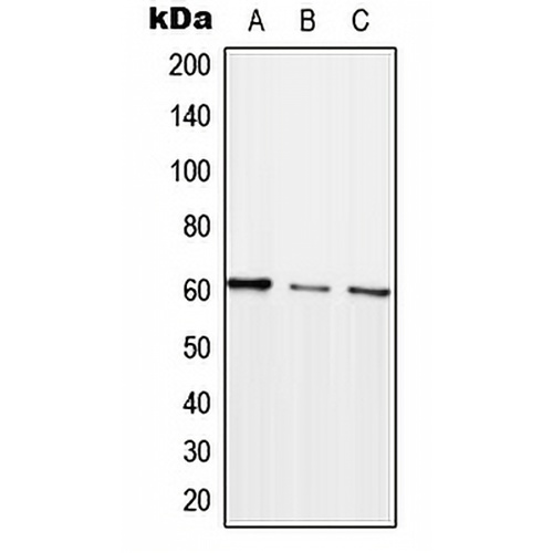 ARHGEF5 Rabbit Polyclonal Antibody