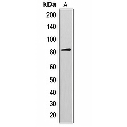 AKAP17A Rabbit Polyclonal Antibody