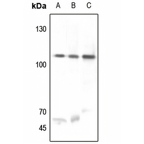 USP11 Rabbit Polyclonal Antibody