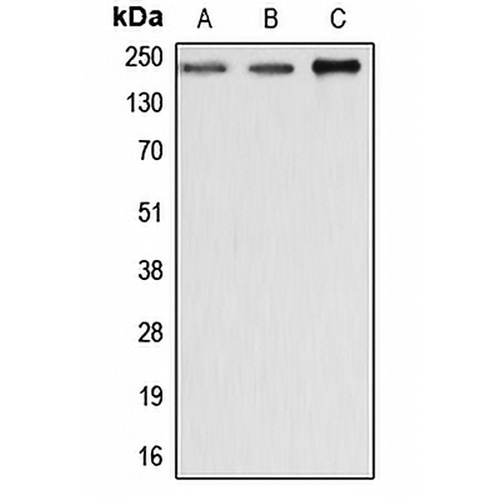 Dysferlin Rabbit Polyclonal Antibody