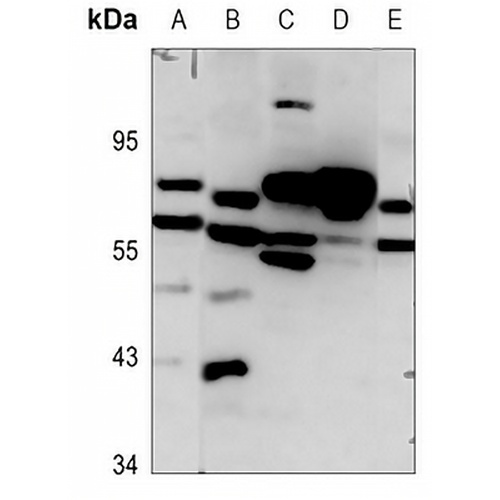 Frizzled 8 Rabbit Polyclonal Antibody
