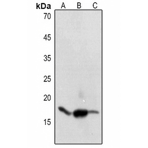 Histone H3 (Acetyl-K9) Rabbit Polyclonal Antibody