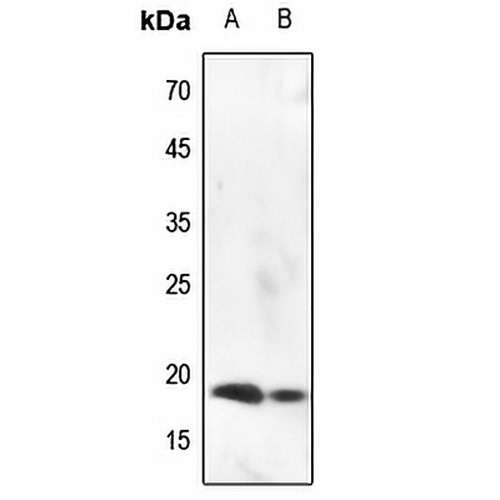 Histone H3 (Phospho-S10) Rabbit Polyclonal Antibody