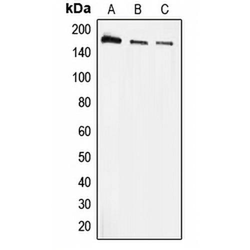 EEA1 Rabbit Polyclonal Antibody