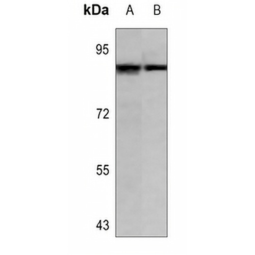 Cullin 3 Rabbit Polyclonal Antibody