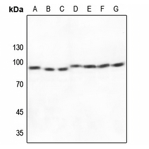 Cullin 1 Rabbit Polyclonal Antibody
