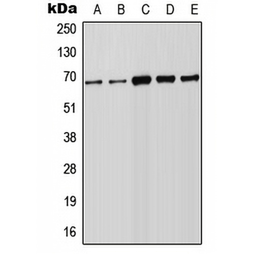 FOXN1 Rabbit Polyclonal Antibody