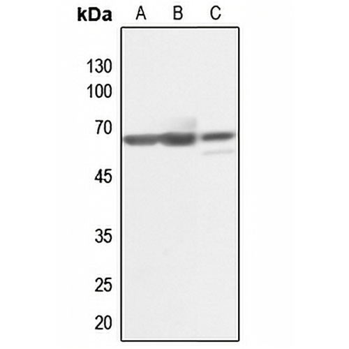 KLF11 Rabbit Polyclonal Antibody