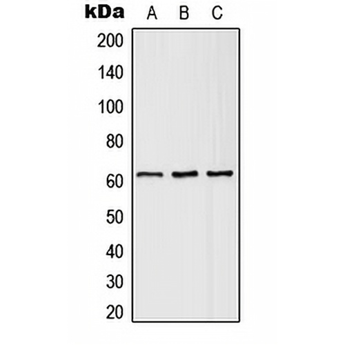SLC43A1 Rabbit Polyclonal Antibody