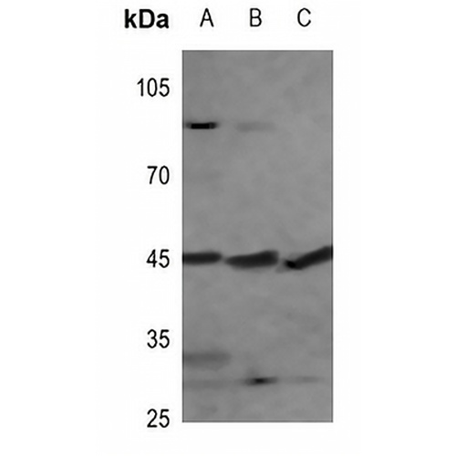 PEX3 Rabbit Polyclonal Antibody