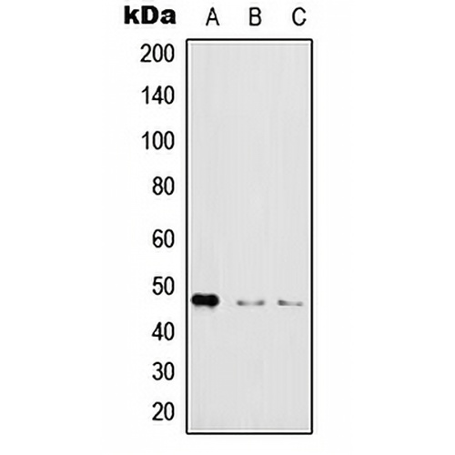 IKK gamma (Phospho-S31) Rabbit Polyclonal Antibody