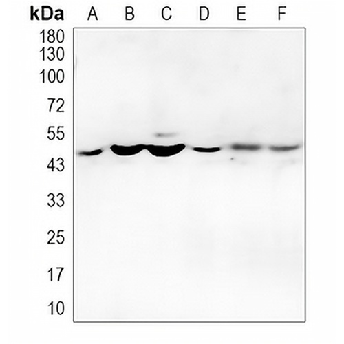 Cytochrome P450 4F2 Rabbit Polyclonal Antibody