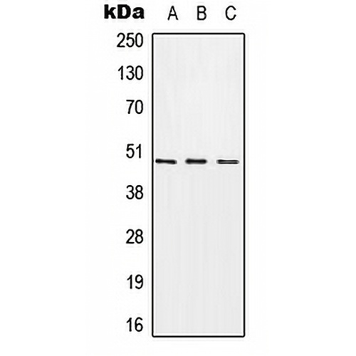 CHST1 Rabbit Polyclonal Antibody