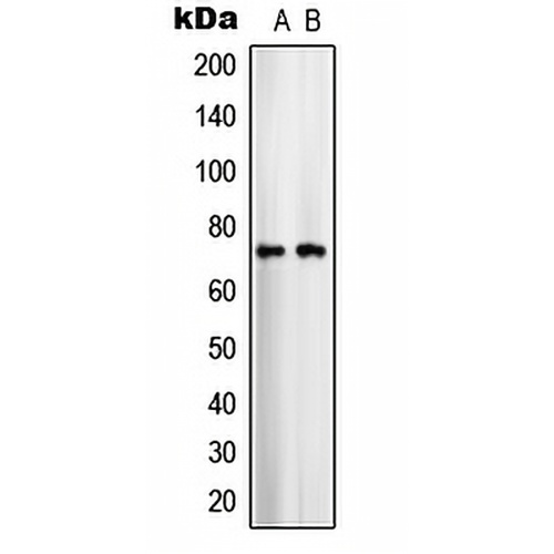 ARALAR1 Rabbit Polyclonal Antibody