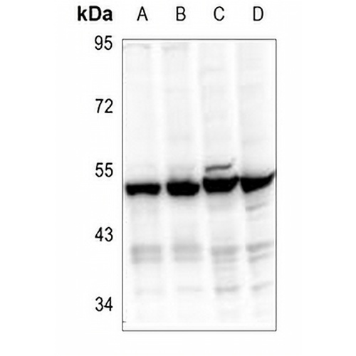 EIF3F Rabbit Polyclonal Antibody