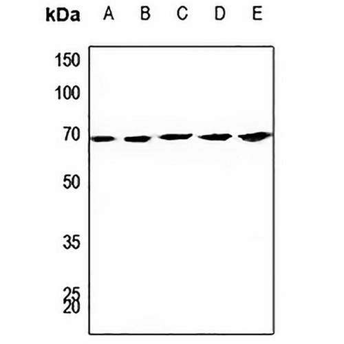 CDC23 Rabbit Polyclonal Antibody