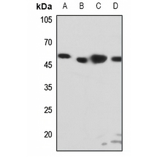 EDG6 Rabbit Polyclonal Antibody