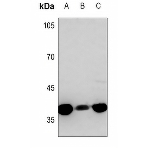 B3GALT1 Rabbit Polyclonal Antibody