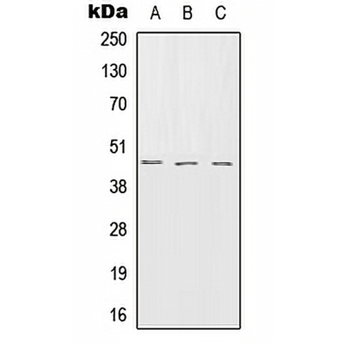Serpin B7 Rabbit Polyclonal Antibody
