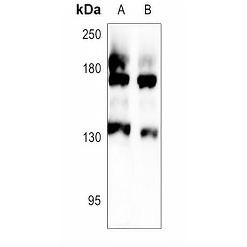 MRP3 Rabbit Polyclonal Antibody