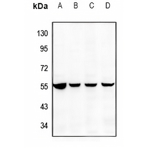 DR3 Rabbit Polyclonal Antibody