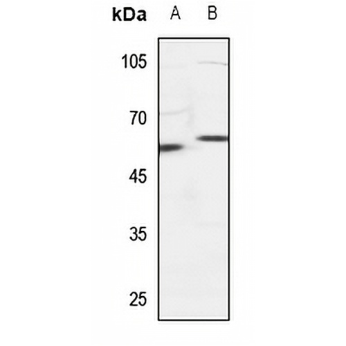 SNX4 Rabbit Polyclonal Antibody