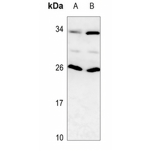 RAIDD Rabbit Polyclonal Antibody