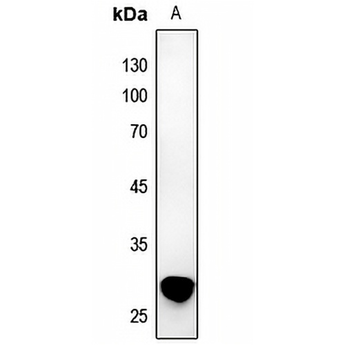 TWEAK Rabbit Polyclonal Antibody