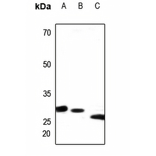 PEX11B Rabbit Polyclonal Antibody