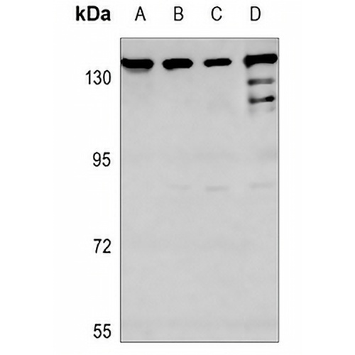 TIF1 alpha Rabbit Polyclonal Antibody