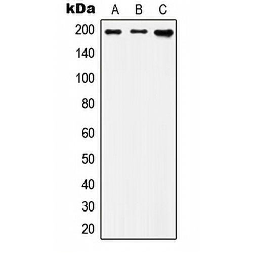 IQGAP1 Rabbit Polyclonal Antibody
