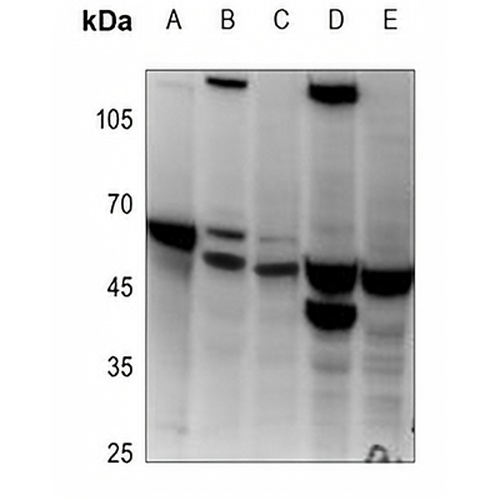 Histone Deacetylase 3 Rabbit Polyclonal Antibody