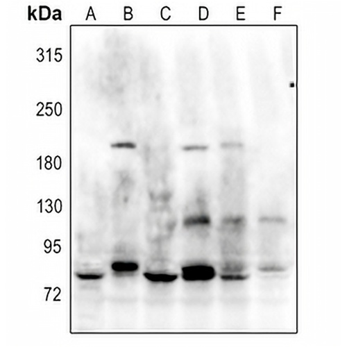 GANP Rabbit Polyclonal Antibody